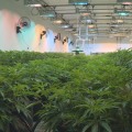 The Consequences of Growing Marijuana Without a License in Hattiesburg, MS