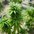 Exploring the Limitations of Medical Marijuana Programs in Hattiesburg, MS